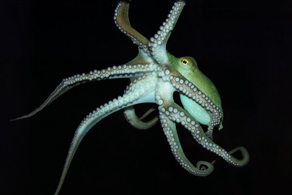 Kraken 17 at