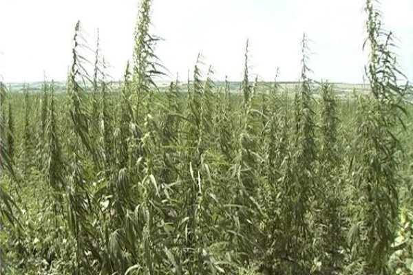 Кракен действующая ссылка